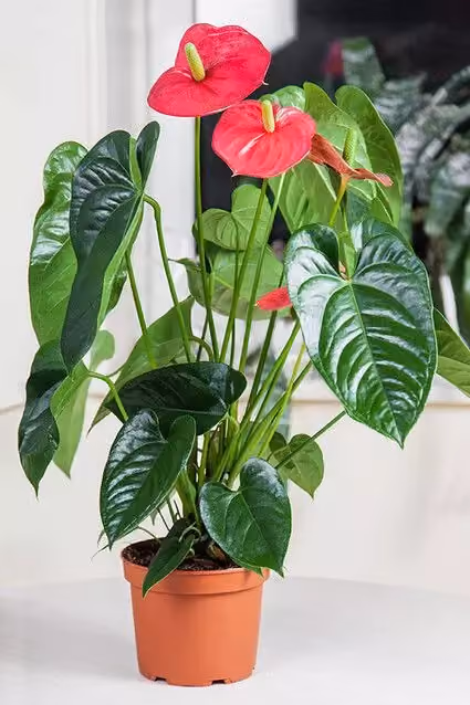 feng shui quarto