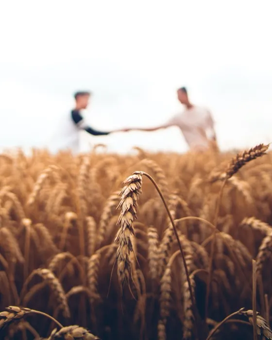 farmers shaking hands in wheat field