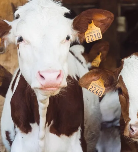 calves looking at camera