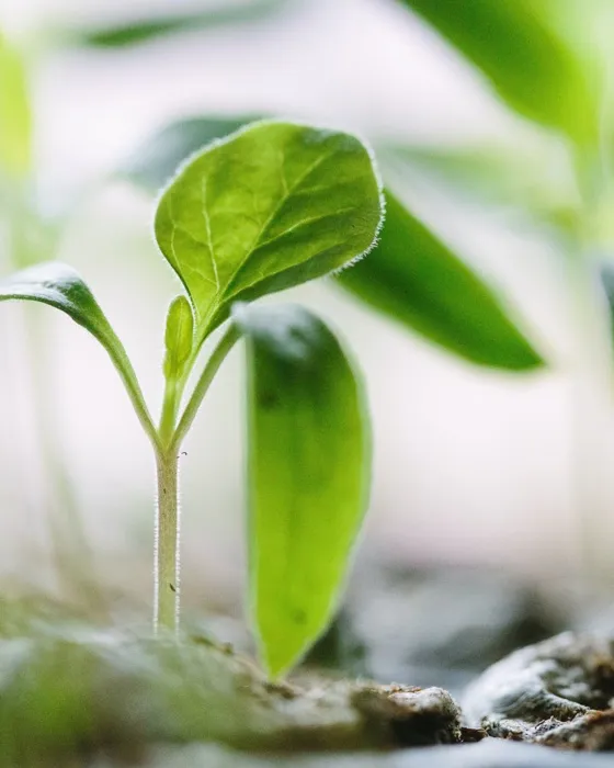 closeup of seedling