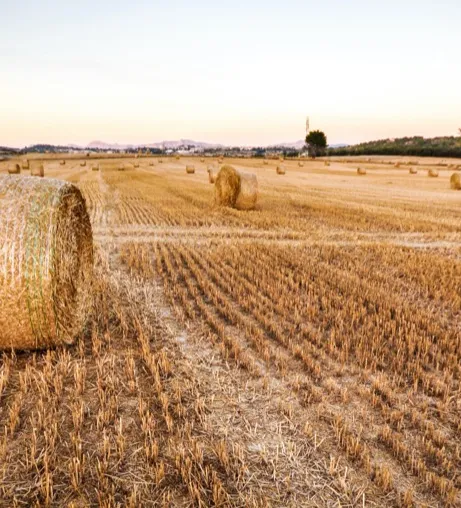 straw bales in a field
