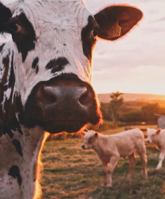 cow and calfs in field
