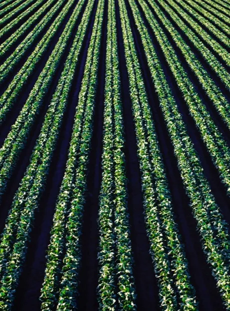 crop rows