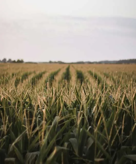 outline map of south Dakota, North Dakota and Minnesota