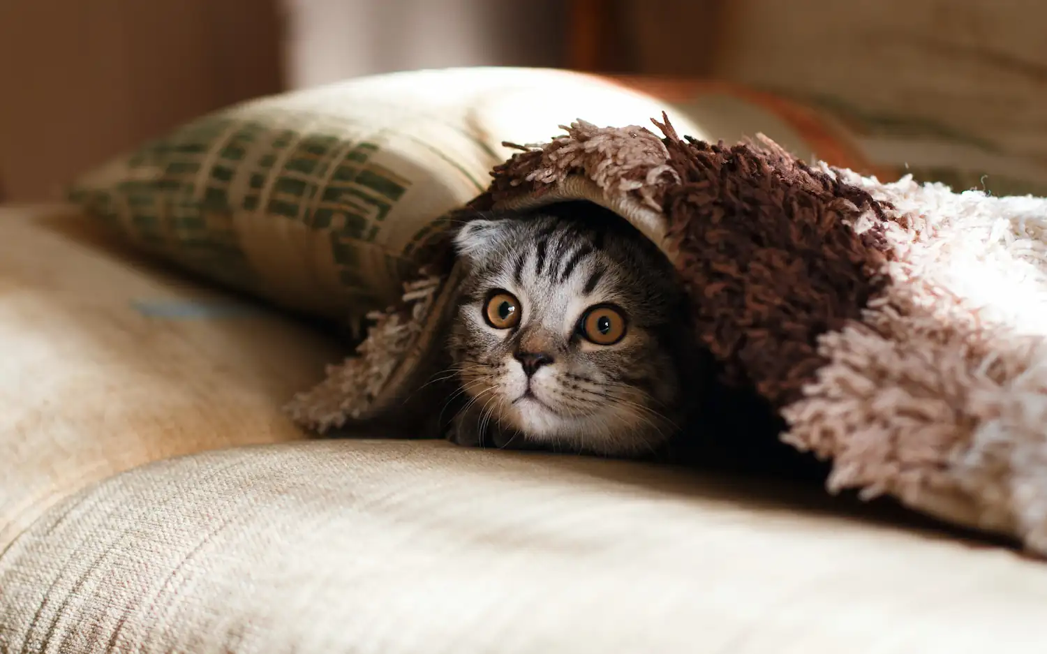 Cat hiding under a blanket.