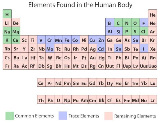 Elements found in the human body periodic table.