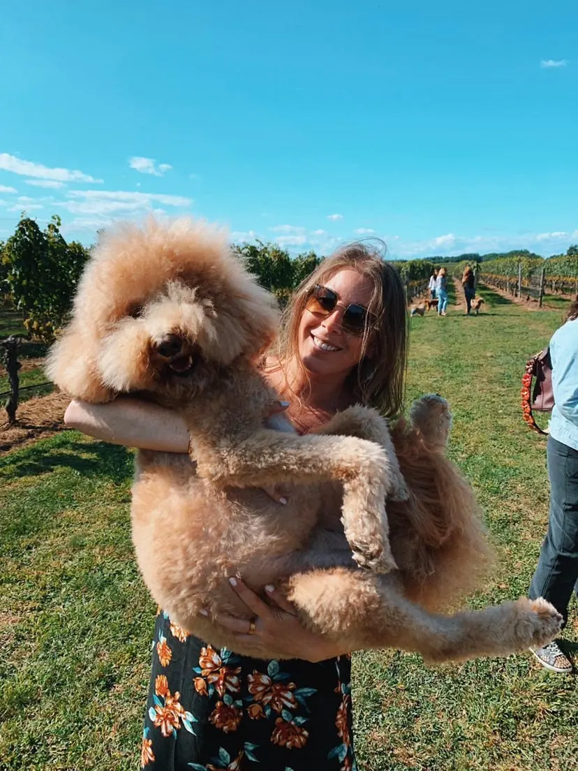 Fluffy goldendoodle carried by her owner