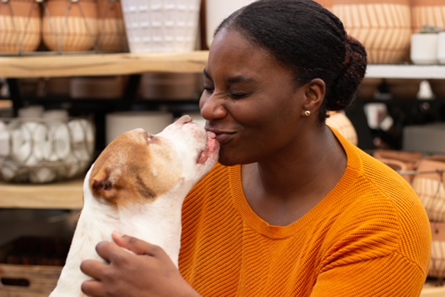 a pitbull kisses his owner