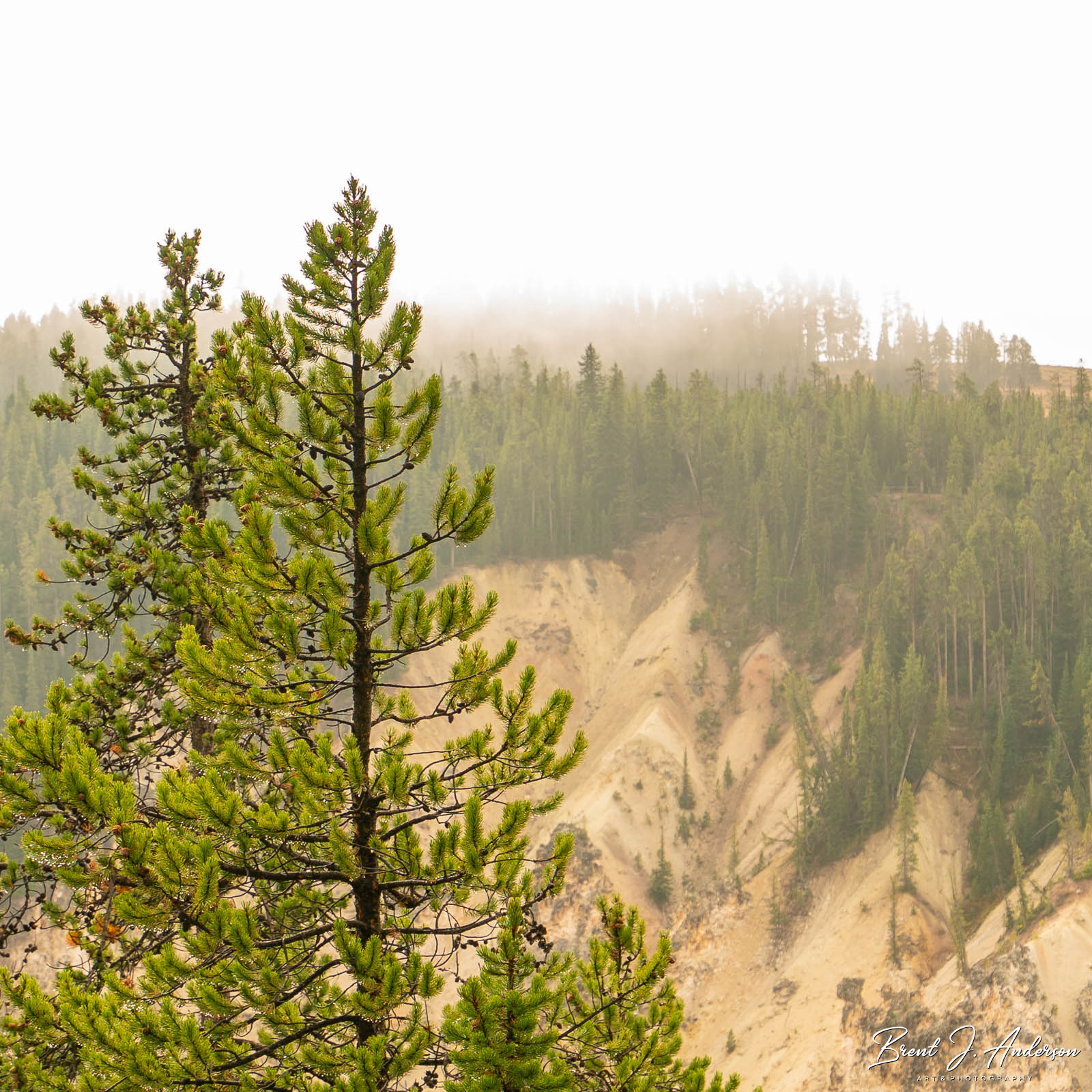 Square landscape photo. Close up of pine trees covered in morning dew with canyon valley visible in the background and morning fog in the air.