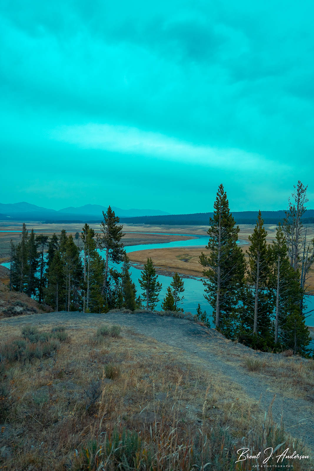 Vertical landscape photograph. At dusk under a clouded sky a line of pine trees lies before the Yellowstone River. The river makes a S turn as it flows across the barren plane beyond.