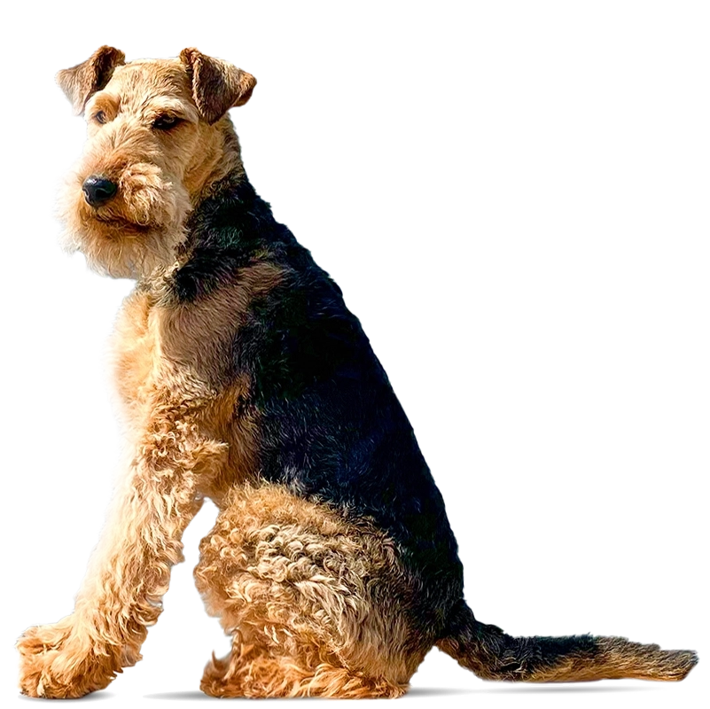 Bowser the Welsh Terrier
