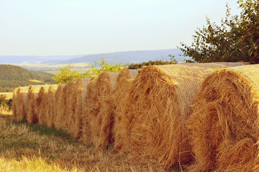 Planning future alfalfa projects