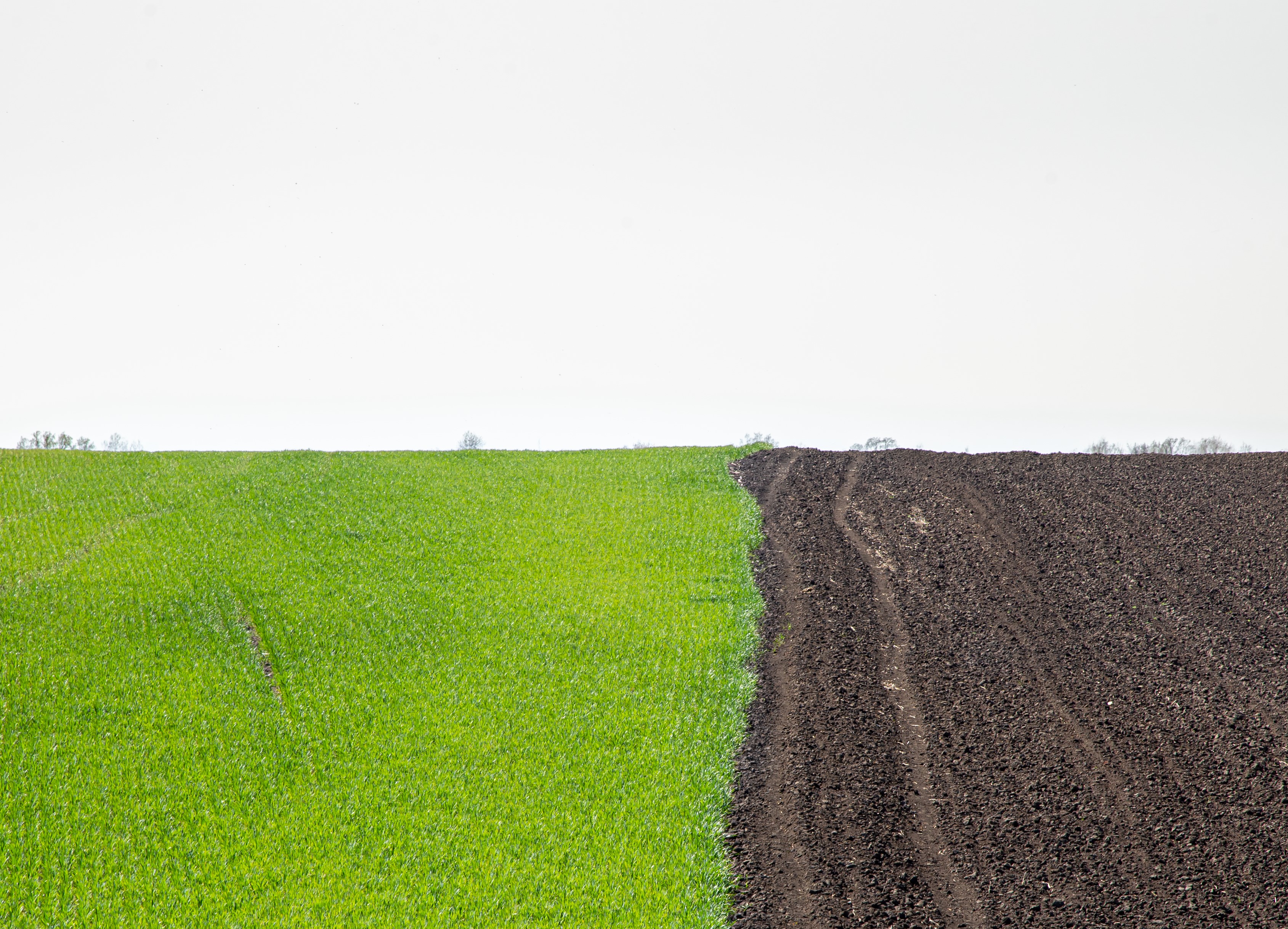 Climate and growing conditions