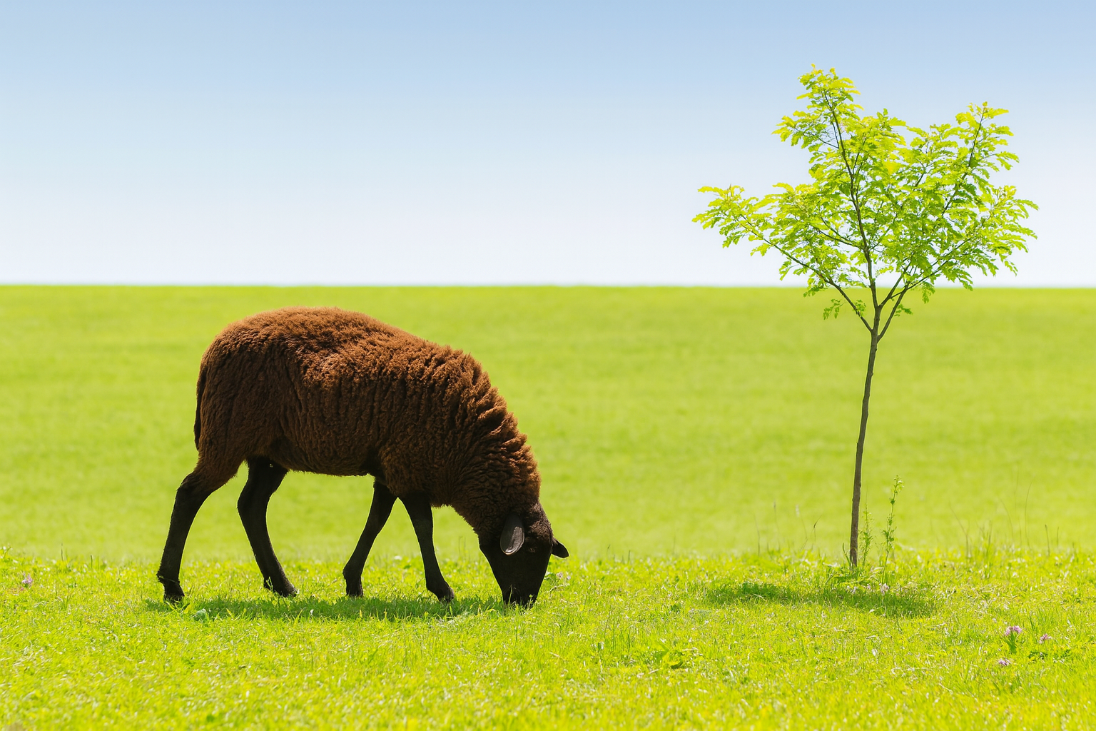 Livestock feeding on alfalfa