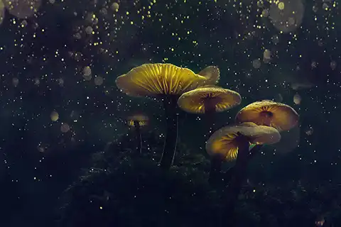 Psychedelic Society UK
