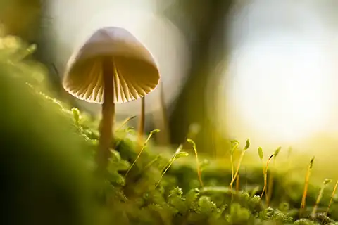 Entheogens, Wikipedia