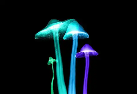 Mushrooms found to be safest recreational drug