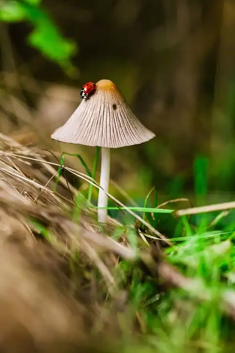 Decriminalize Nature
