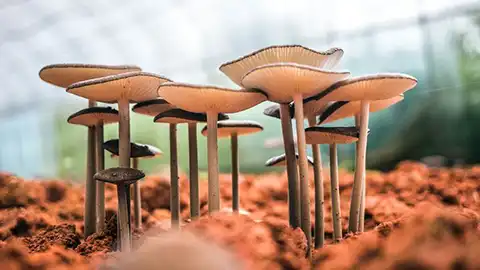 John Hopkins @ TEDMED - The science of psilocybin and its use to reduce suffering 