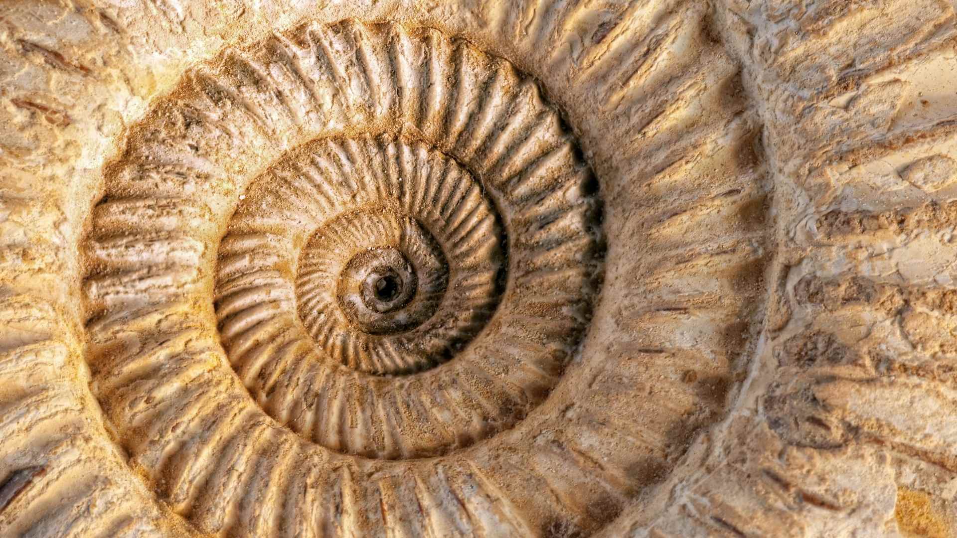 Symbol of ancestral wounds affects