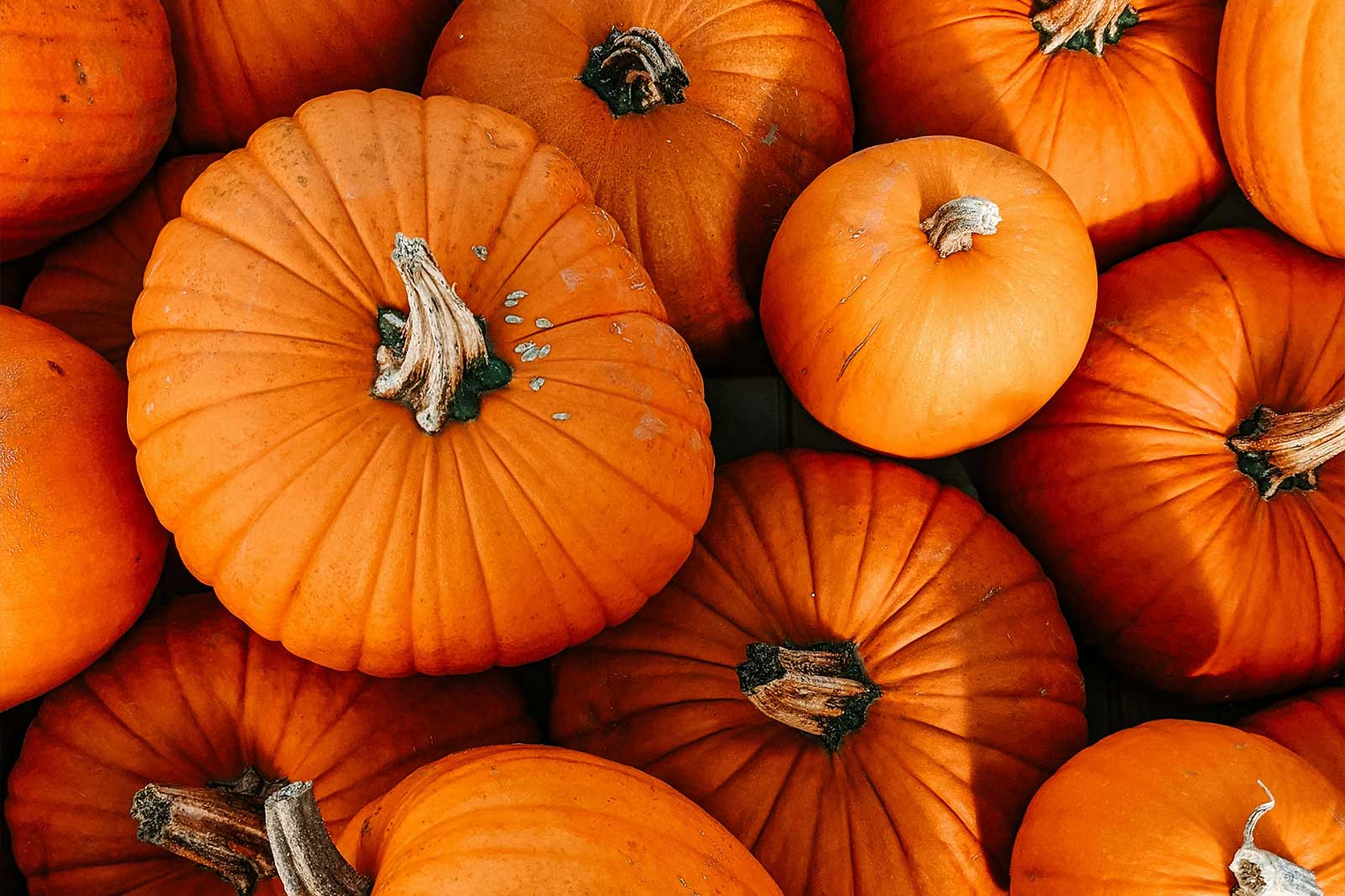 Kürbise an einem Markt in der Region Bern