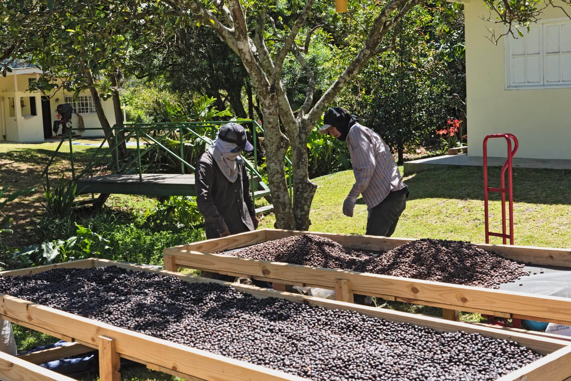 Coffee beans drying on raised beds at a coffee farm in Boquete, Panama.