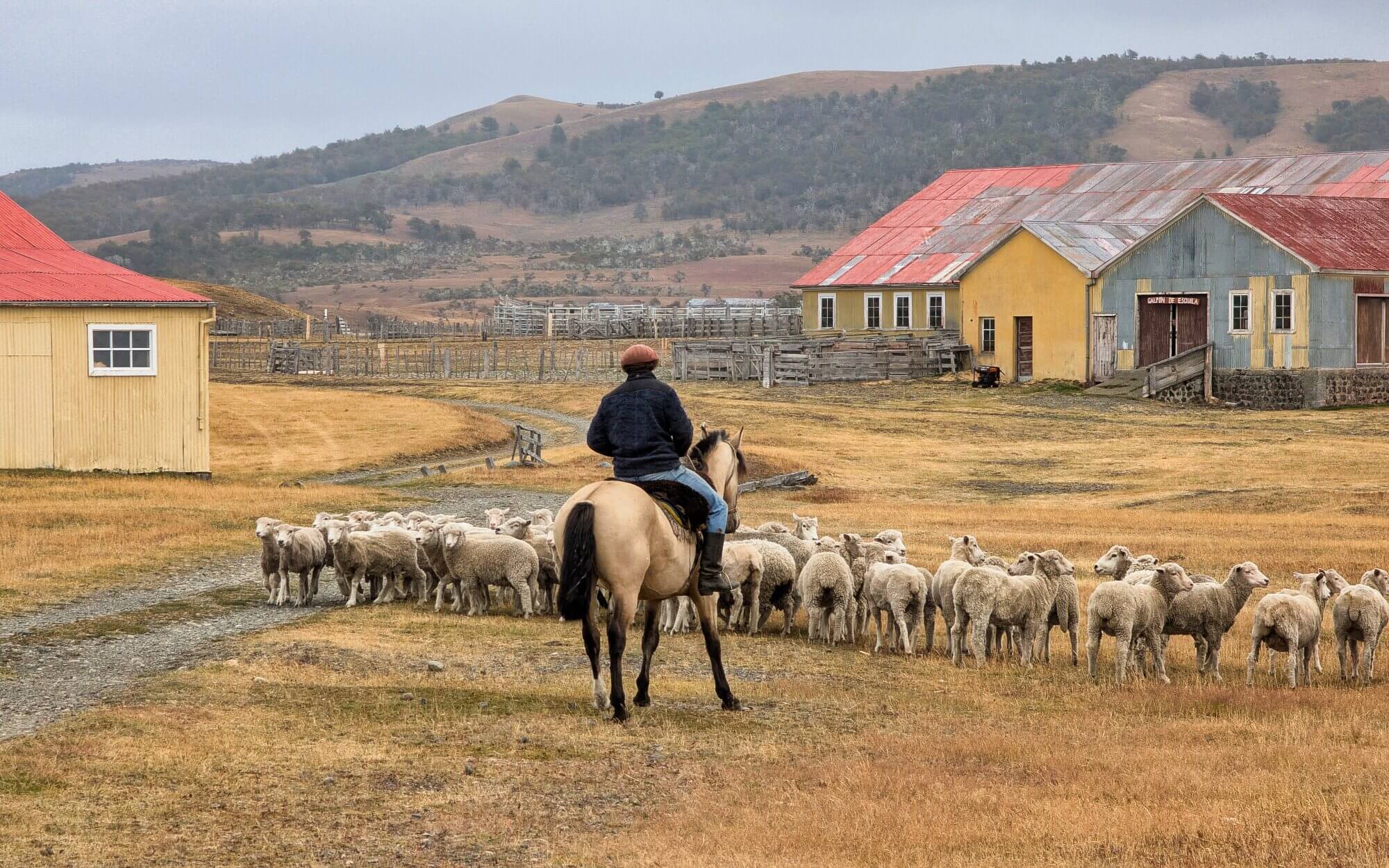 Gaucho on horseback herding sheep at Estancia Río Penitente in southern Chilean Patagonia.