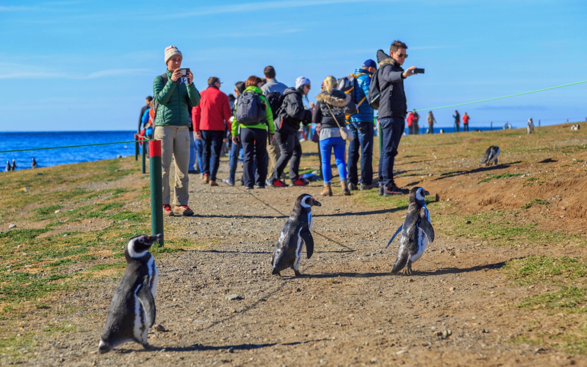 Magellanic penguins walking near visitors on Martillo Island in the Beagle Channel, Tierra del Fuego.
