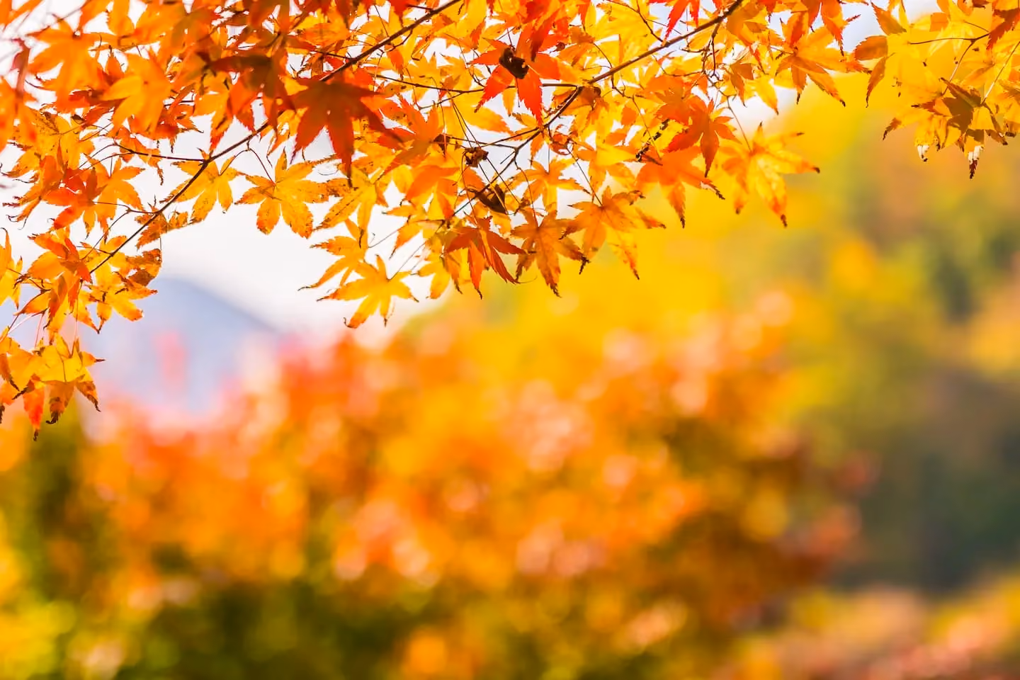 Colorful autumn leaves on tree branches during the fall season