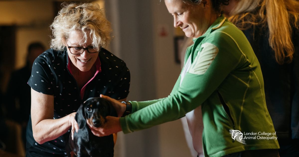 Canine osteopathy treatment using manual therapy