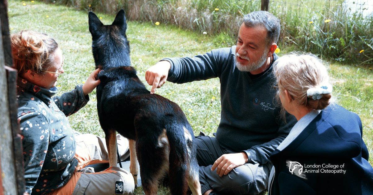 Veterinary and animal osteopath collaborative care