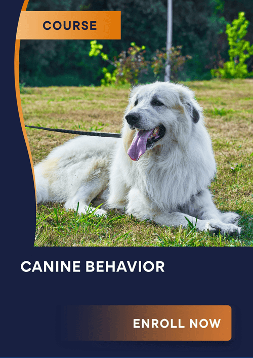 Canine Clinical Assessment