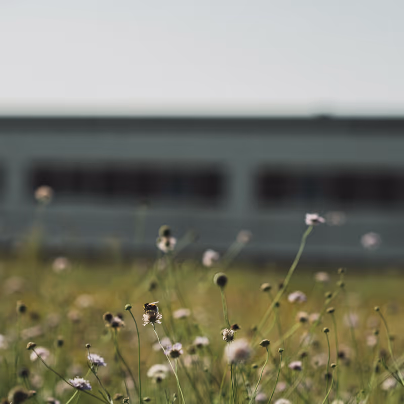 Végétalisation d'espaces professionnels