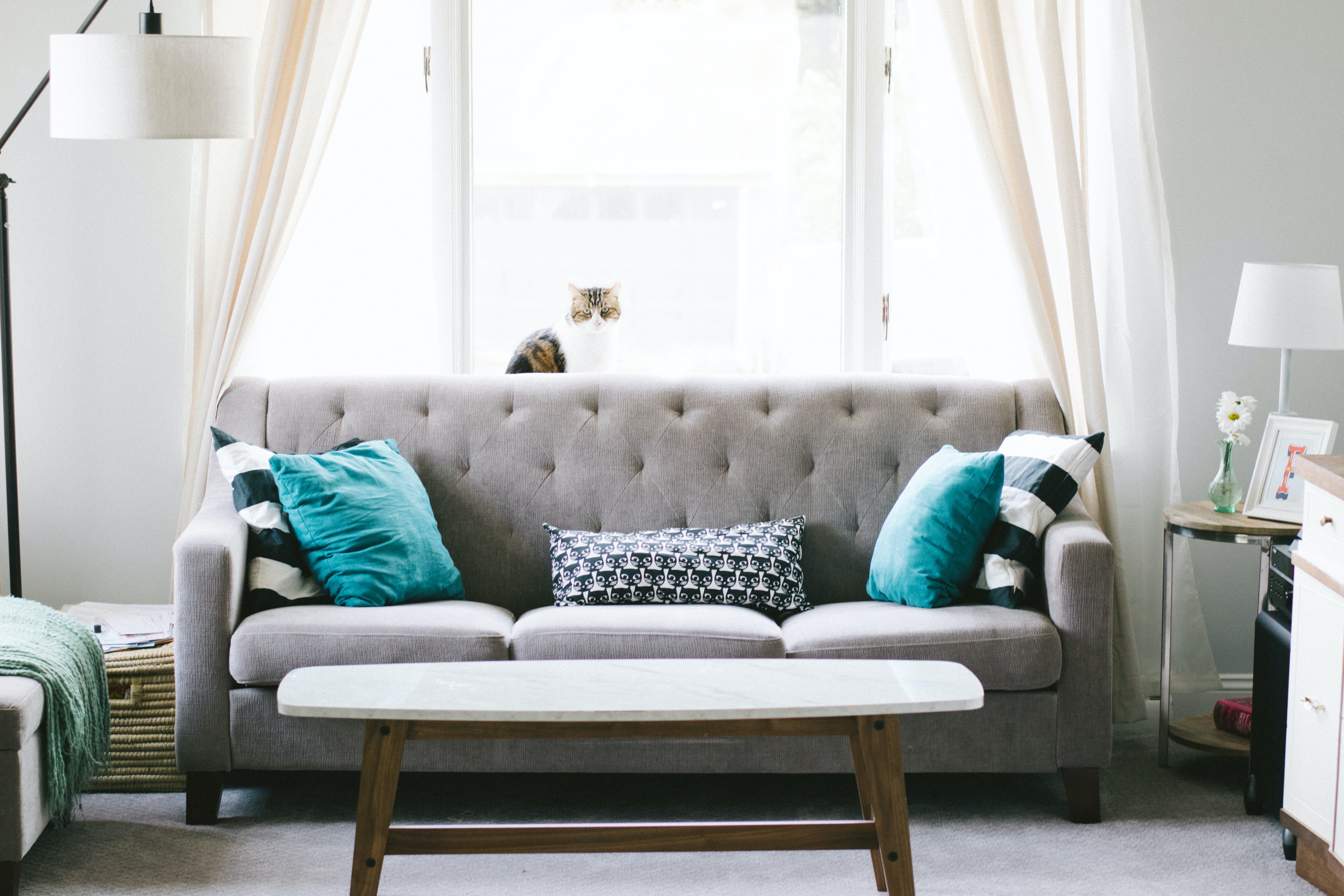 Couch with cat sitting on it in well-lit living room.