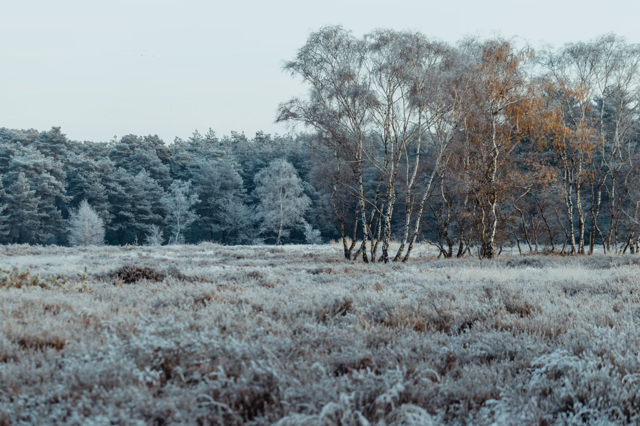 Grauw boslandschap
