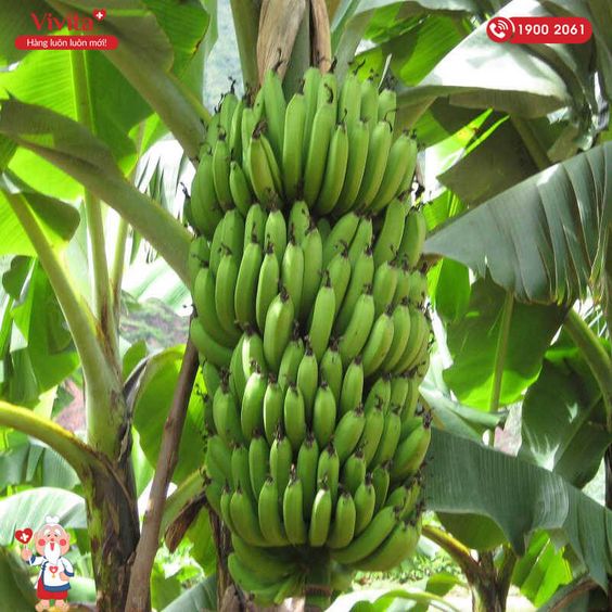 [Mách Bạn] Tuyệt Chiêu Chữa Đau Dạ Dày Bằng Phương Pháp Dân Gian