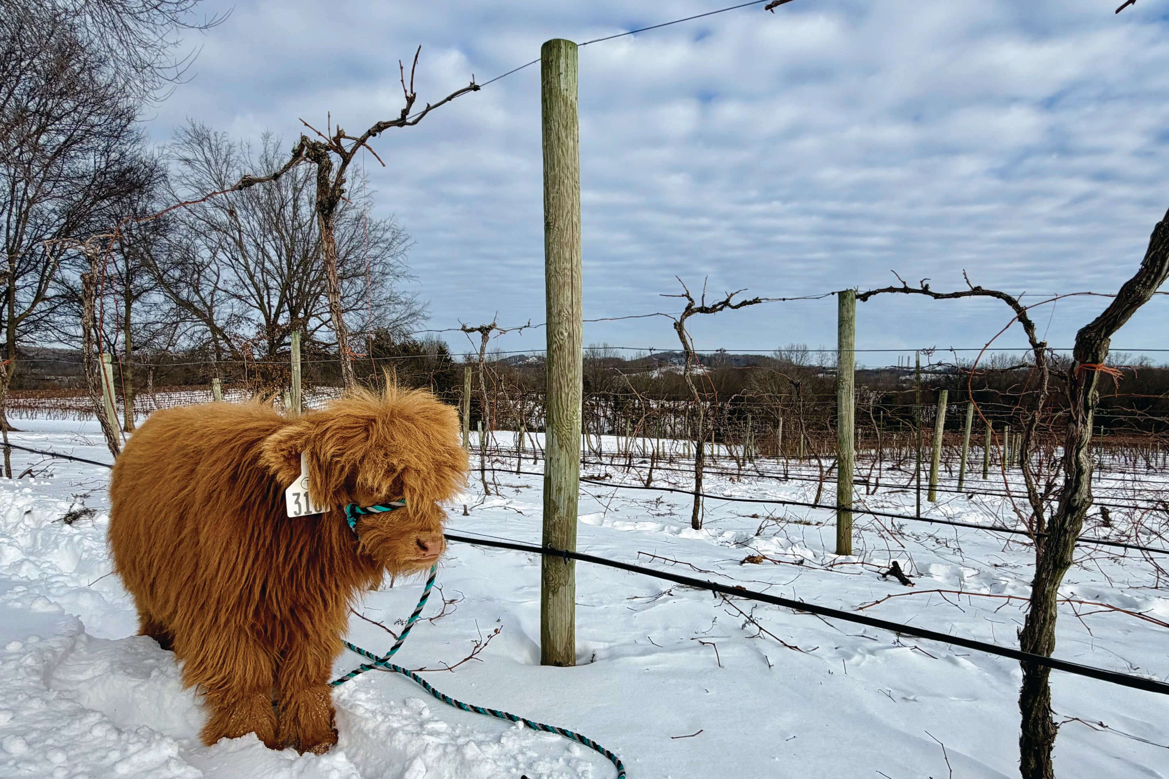 Wine with Friends - Farm to Table