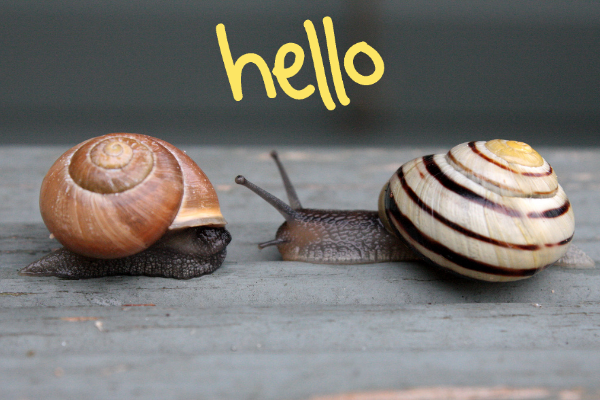 one snail out of shell saying hello to another snail in shell on a wooden board