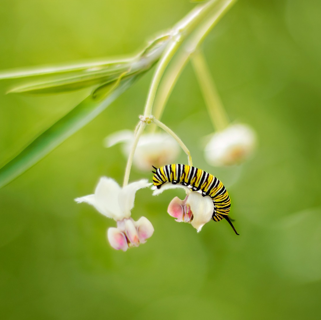 monarch caterpillar on white and pink flower with blurred green background