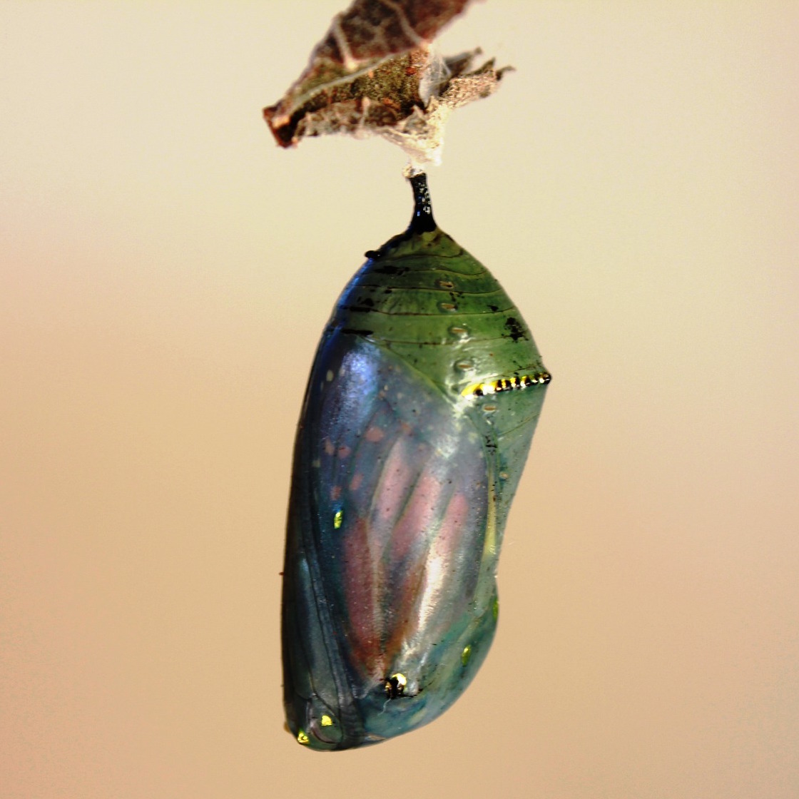 monarch butterfly pupae in chrysallis suspended