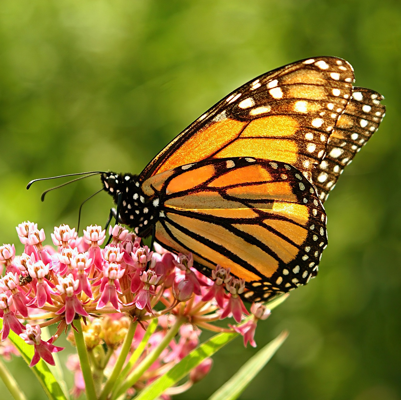 monarch butterfly on lantana flower with blurred green background