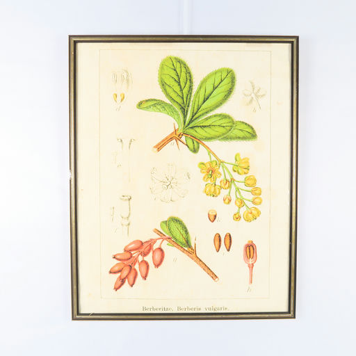cadre doré d'une impression botanique (sans vitre)
 