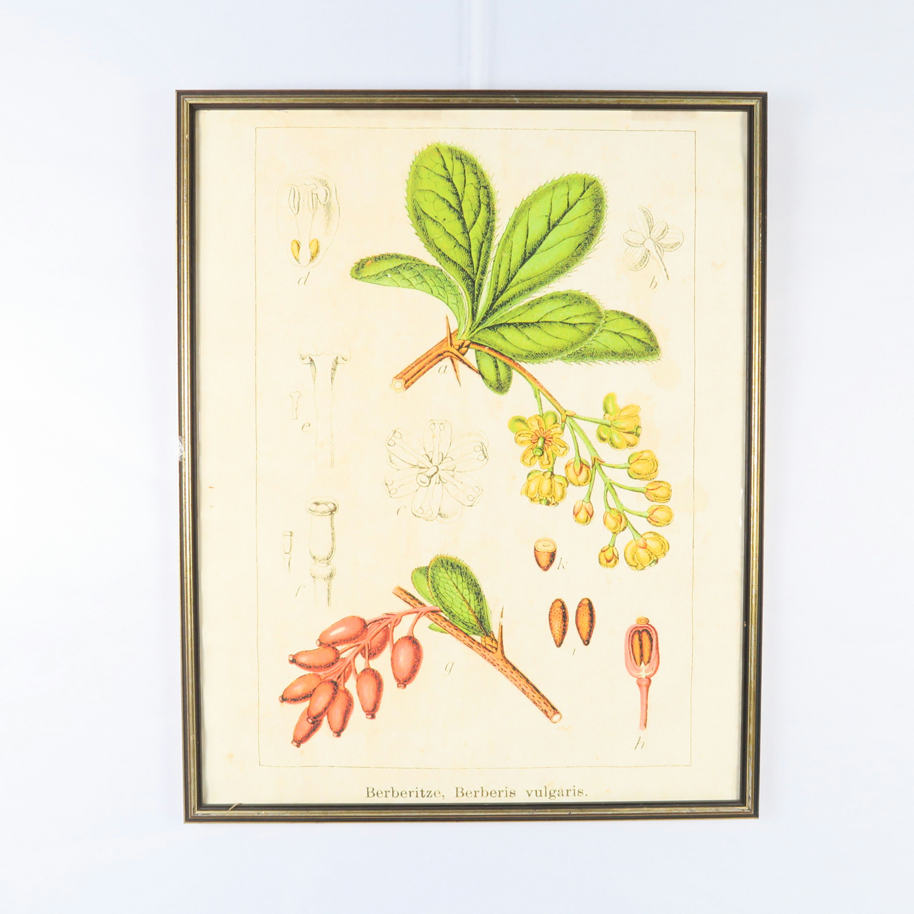 cadre doré d'une impression botanique (sans vitre)
 