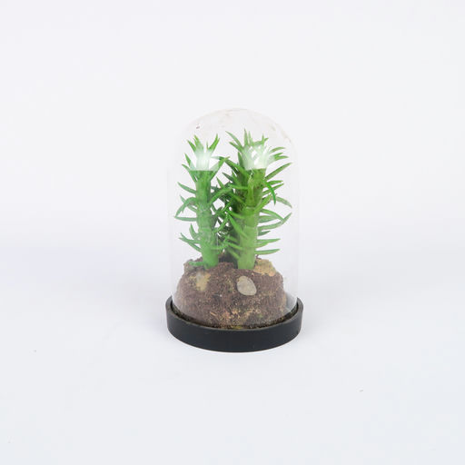 petit terrarium en cloche
