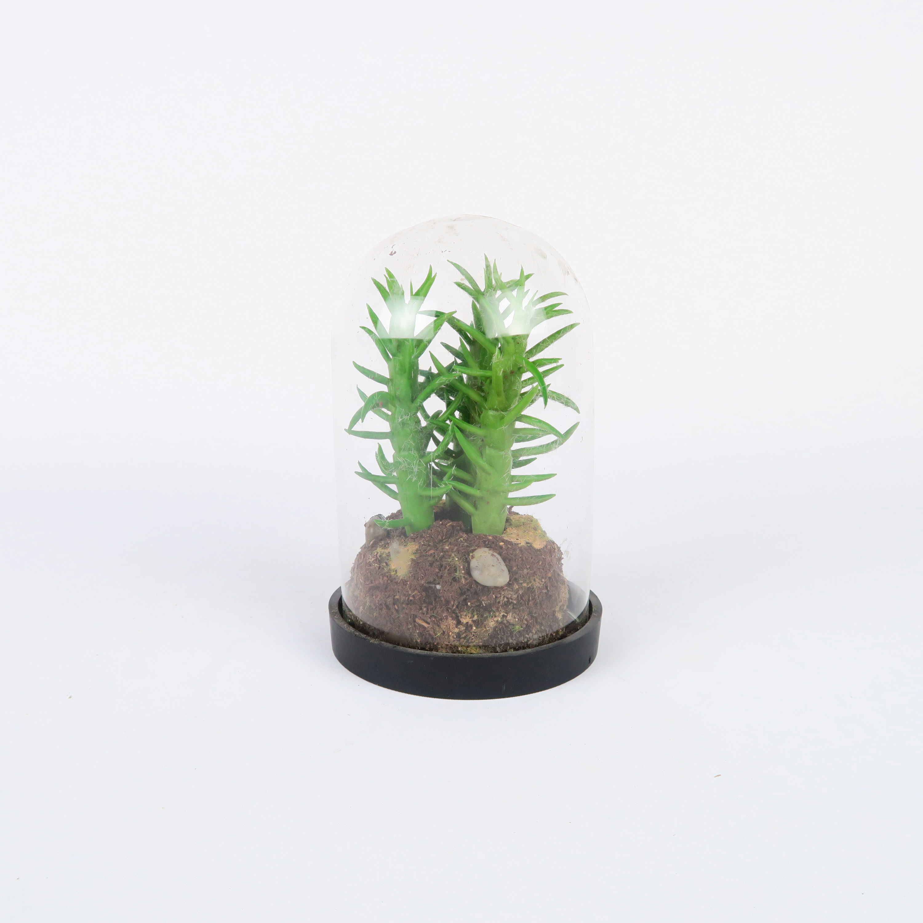 petit terrarium en cloche