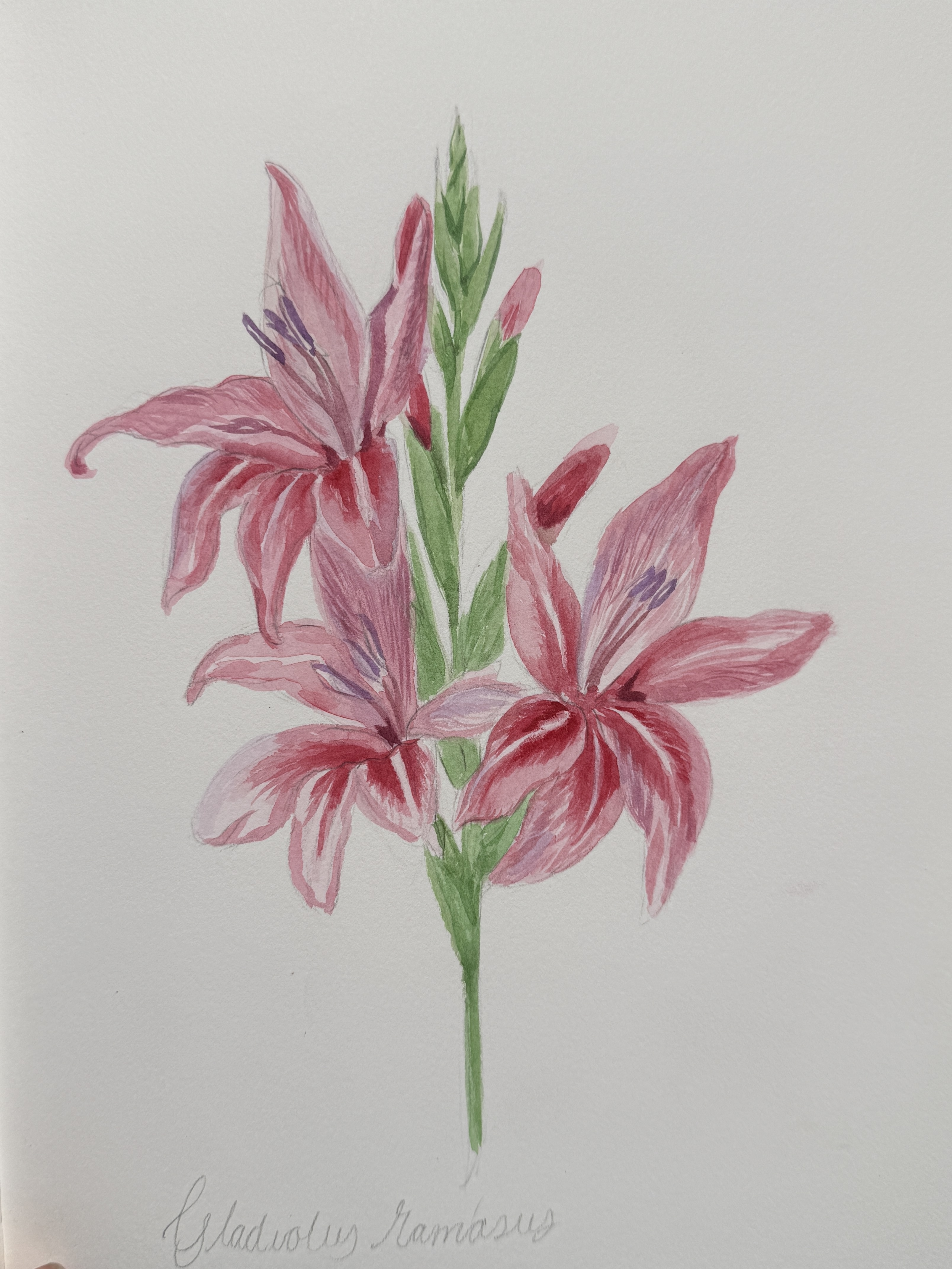 Ode to Botanists watercolour 1