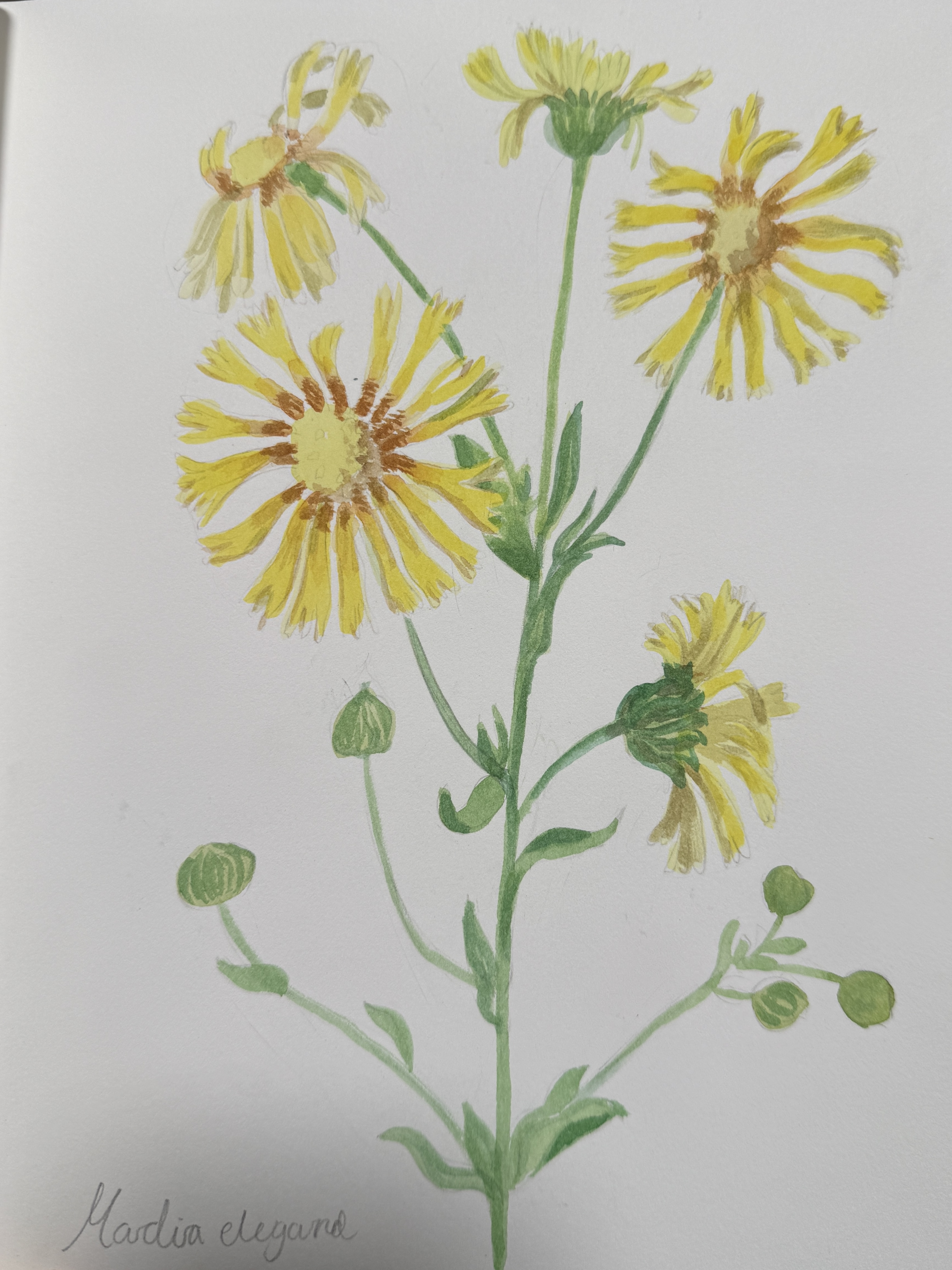 Ode to Botanists watercolour 2
