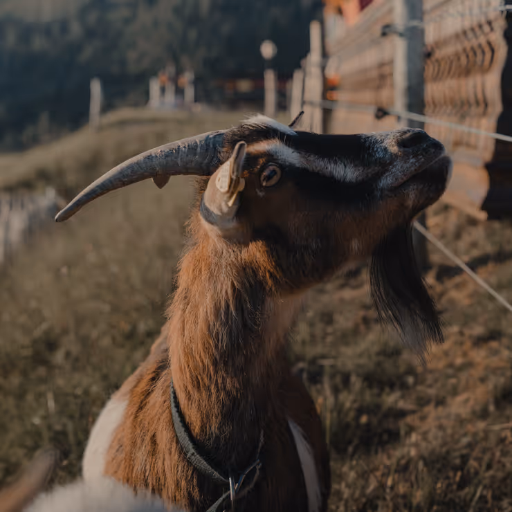 Nahaufnahme einer Ziege vor der Bachschmied Kaser Alm in den Chiemgauer Alpen