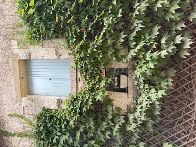 Blue shutters on the side of a building surrounded by wall plants