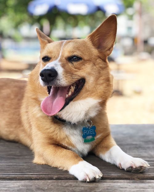 A portrait of a red and white corgi.